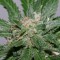 Mardin’de Grapefruit Alpha Dog feminised Ganja Seeds kenevir tohumu