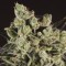 Rize’de Grapefruit Alpha Dog feminised Ganja Seeds kenevir tohumu