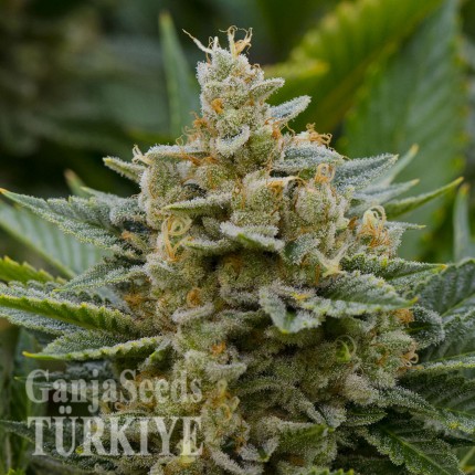 Grapefruit Alpha Dog feminised Ganja Seeds