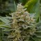 Samsun’da Grapefruit Alpha Dog feminised Ganja Seeds kenevir tohumu