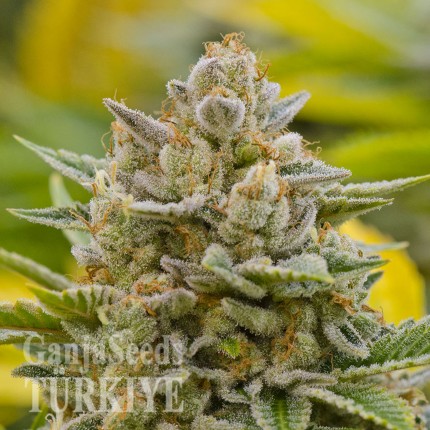 Grapefruit Alpha Dog feminised Ganja Seeds