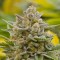 Trabzon’da Grapefruit Alpha Dog feminised Ganja Seeds kenevir tohumu