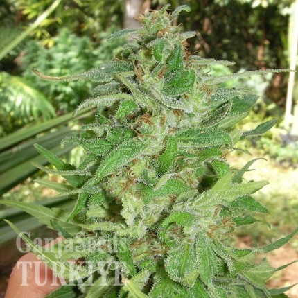 Grapefruit Alpha Dog feminised Ganja Seeds