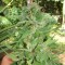 Yalova’da Grapefruit Alpha Dog feminised Ganja Seeds kenevir tohumu