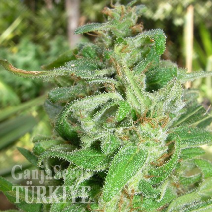 Grapefruit Alpha Dog feminised Ganja Seeds