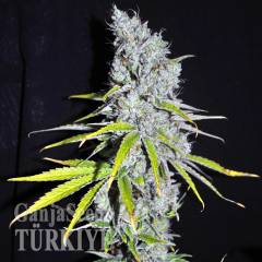 Auto Skunk Haze feminised Ganja Seeds