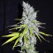 Auto Skunk Haze feminised Ganja Seeds