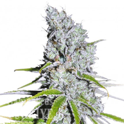 Auto Skunk Haze feminised Ganja Seeds