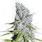 Auto Skunk Haze feminised Ganja Seeds