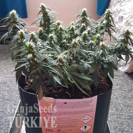 Auto Mazar feminised Ganja Seeds