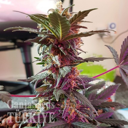 Auto Mazar feminised Ganja Seeds