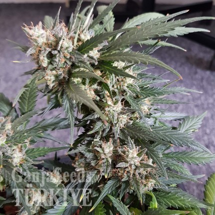 Auto Mazar feminised Ganja Seeds