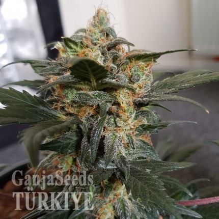 Auto Mazar feminised Ganja Seeds