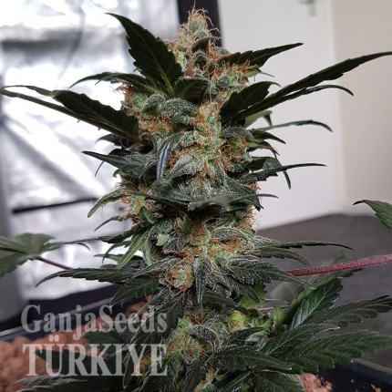 Auto Mazar feminised Ganja Seeds