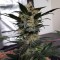 Auto Mazar feminised Ganja Seeds Elit kenevir çeşidi tohumları