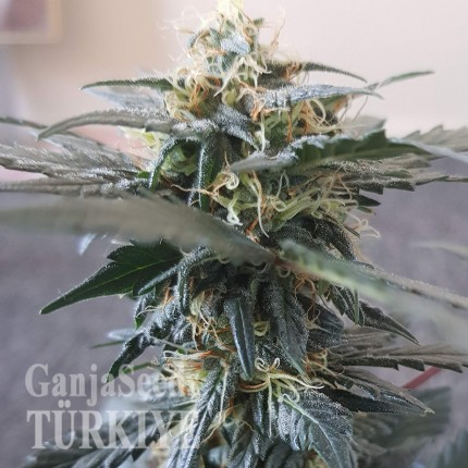 Auto Mazar feminised Ganja Seeds