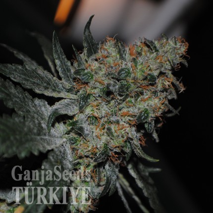 Grapefruit Diesel feminised Ganja Seeds