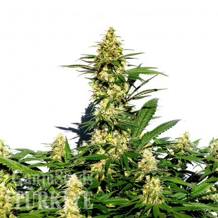 Grapefruit Diesel feminised Ganja Seeds