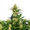 Grapefruit Diesel feminised Ganja Seeds Dişileştirilmiş kenevir tohumları online satın al