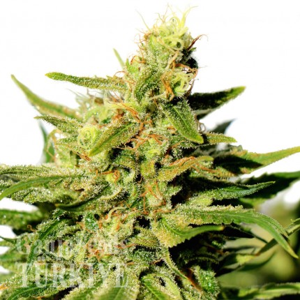 Grapefruit Diesel feminised Ganja Seeds