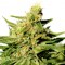 Grapefruit Diesel feminised Ganja Seeds Orijinal ambalajda kenevir tohumları