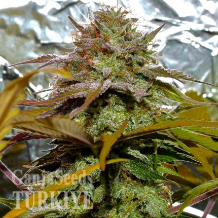 Grapefruit Diesel feminised Ganja Seeds