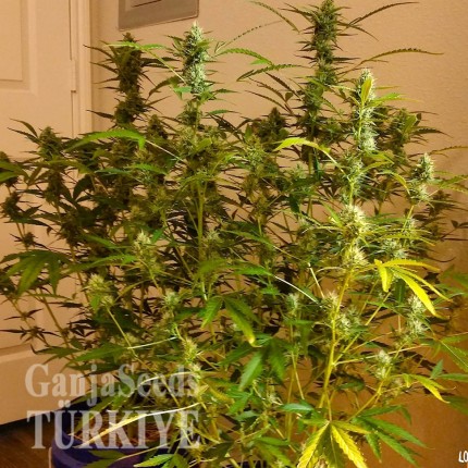 Grapefruit Diesel feminised Ganja Seeds