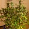 Grapefruit Diesel feminised Ganja Seeds online fotoperyod dişileştirilmiş kenevir tohumları