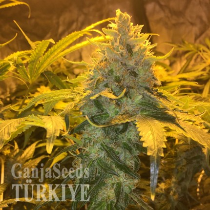 Grapefruit Diesel feminised Ganja Seeds