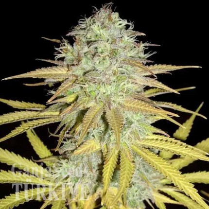 Grapefruit Diesel feminised Ganja Seeds