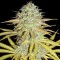 Grapefruit Diesel feminised Ganja Seeds Online kenevir tohumları