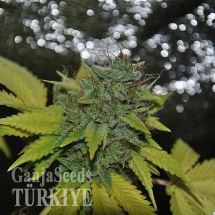 Grapefruit Diesel feminised Ganja Seeds