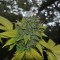 Grapefruit Diesel feminised Ganja Seeds Kargo ile kenevir tohumu