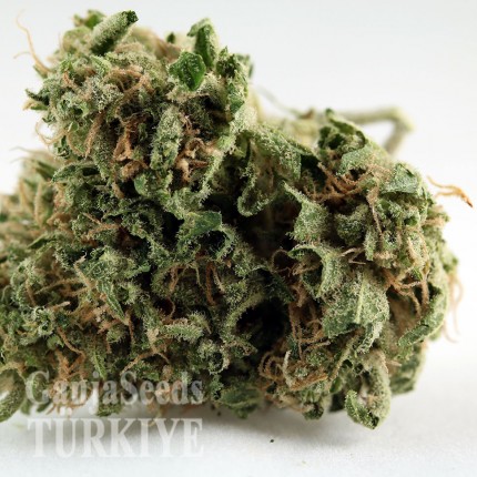 Grapefruit Diesel feminised Ganja Seeds