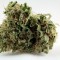 Türkiye'de kenevir tohumu Grapefruit Diesel feminised Ganja Seeds