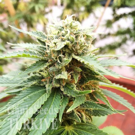 Grapefruit Diesel feminised Ganja Seeds