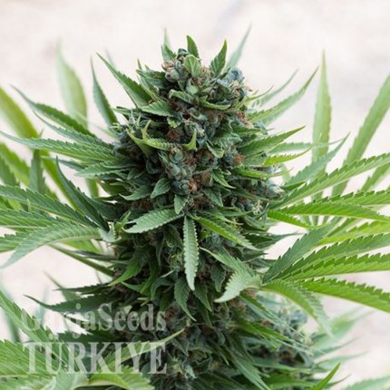 Grapefruit Diesel feminised Ganja Seeds