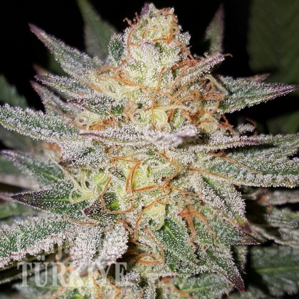 Grapefruit Diesel feminised Ganja Seeds