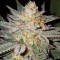 GanjaSeeds internet mağazasından online kenevir tohumu siparişi ver Grapefruit Diesel feminised Ganja Seeds