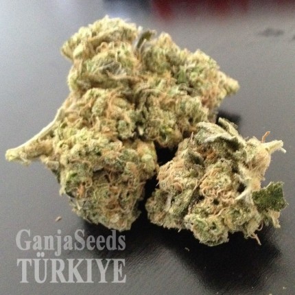 Grapefruit Diesel feminised Ganja Seeds