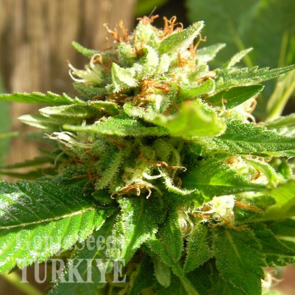 Grapefruit Diesel feminised Ganja Seeds