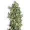 Auto Sweet Tooth feminised Ganja Seeds