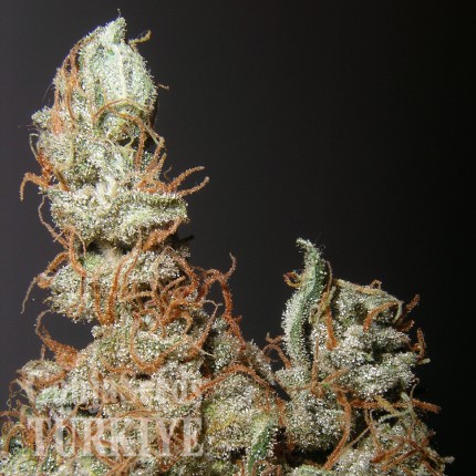 Grapefruit Haze feminised Ganja Seeds