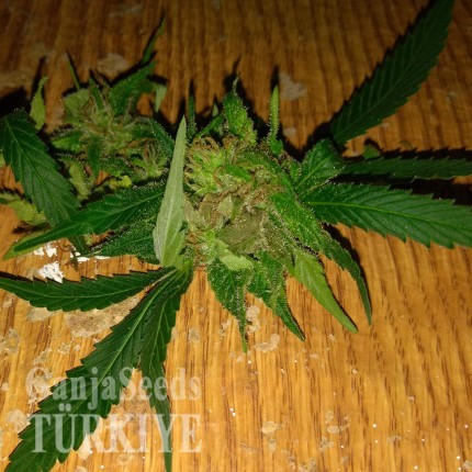 Grapefruit Haze feminised Ganja Seeds