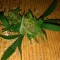 Grapefruit Haze feminised Ganja Seeds Yüksek verimli kenevir tohumları