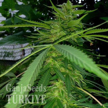 Grapefruit Haze feminised Ganja Seeds