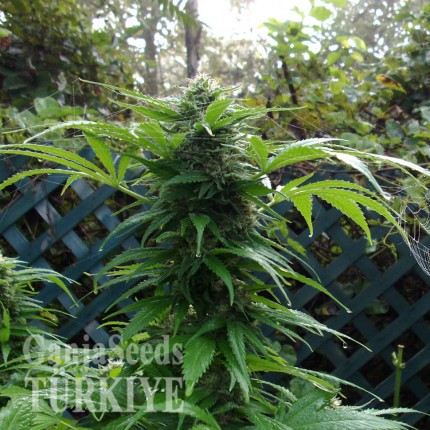 Grapefruit Haze feminised Ganja Seeds