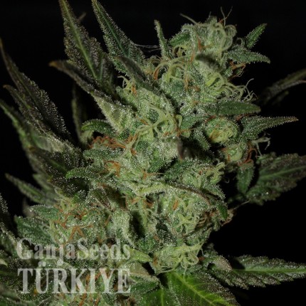 Grapefruit Haze feminised Ganja Seeds