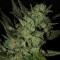 Grapefruit Haze feminised Ganja Seeds Acemiler için kenevir tohumları