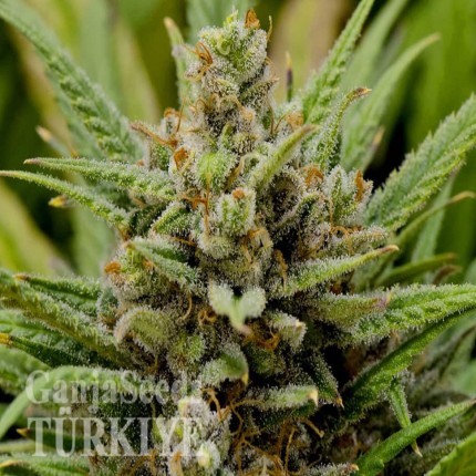 Grapefruit Haze feminised Ganja Seeds